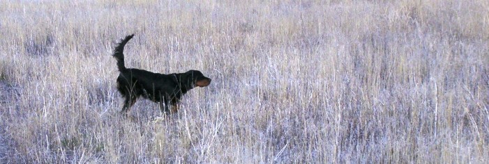 Tallgrass gordon hot sale setters